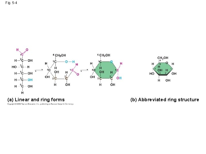 Fig. 5 -4 (a) Linear and ring forms (b) Abbreviated ring structure 