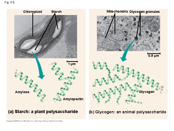 Fig. 5 -6 Chloroplast Mitochondria Glycogen granules Starch 0. 5 µm 1 µm Glycogen
