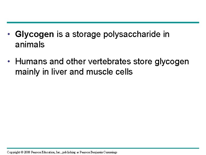  • Glycogen is a storage polysaccharide in animals • Humans and other vertebrates