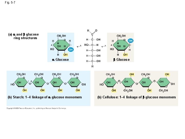Fig. 5 -7 (a) and glucose ring structures Glucose (b) Starch: 1– 4 linkage