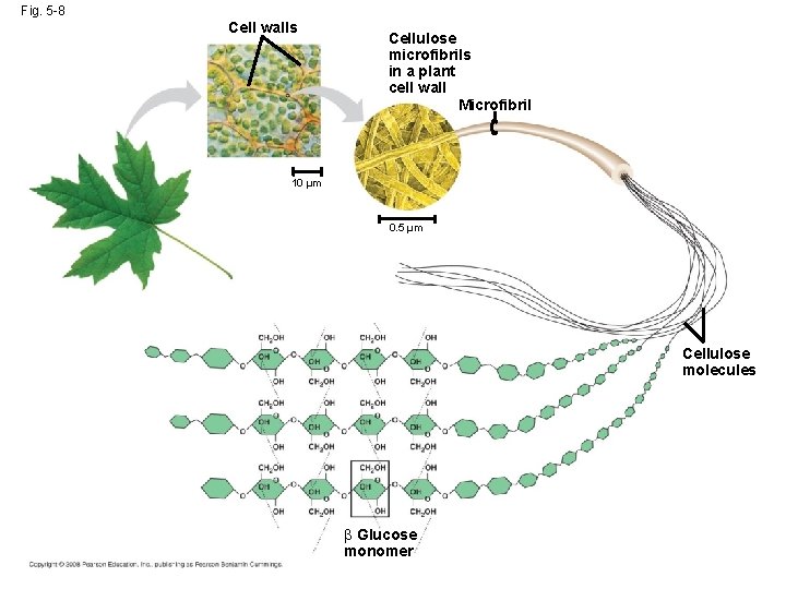 Fig. 5 -8 Cell walls Cellulose microfibrils in a plant cell wall Microfibril 10