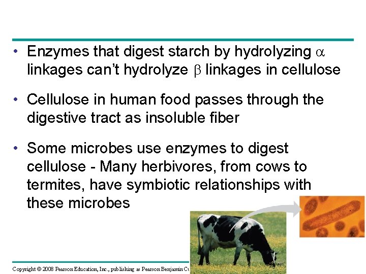  • Enzymes that digest starch by hydrolyzing linkages can’t hydrolyze linkages in cellulose