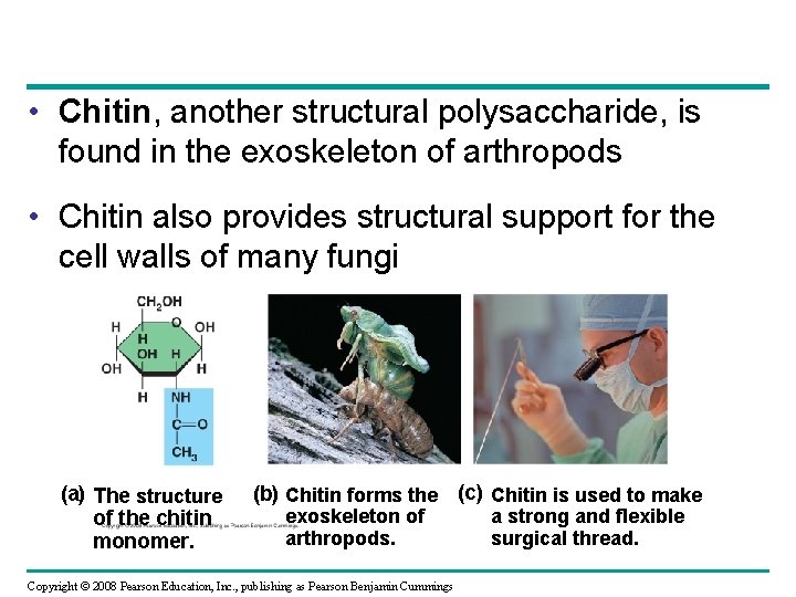 • Chitin, another structural polysaccharide, is found in the exoskeleton of arthropods •