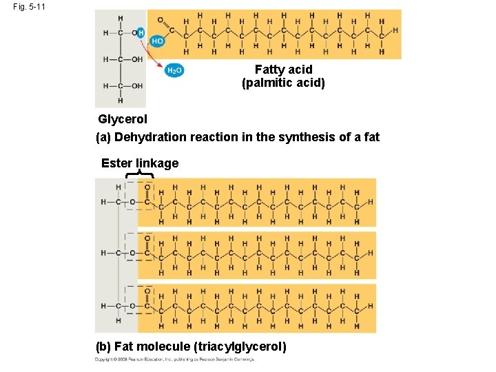 Fig. 5 -11 Fatty acid (palmitic acid) Glycerol (a) Dehydration reaction in the synthesis
