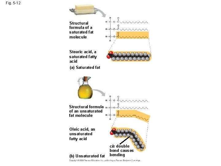 Fig. 5 -12 Structural formula of a saturated fat molecule Stearic acid, a saturated