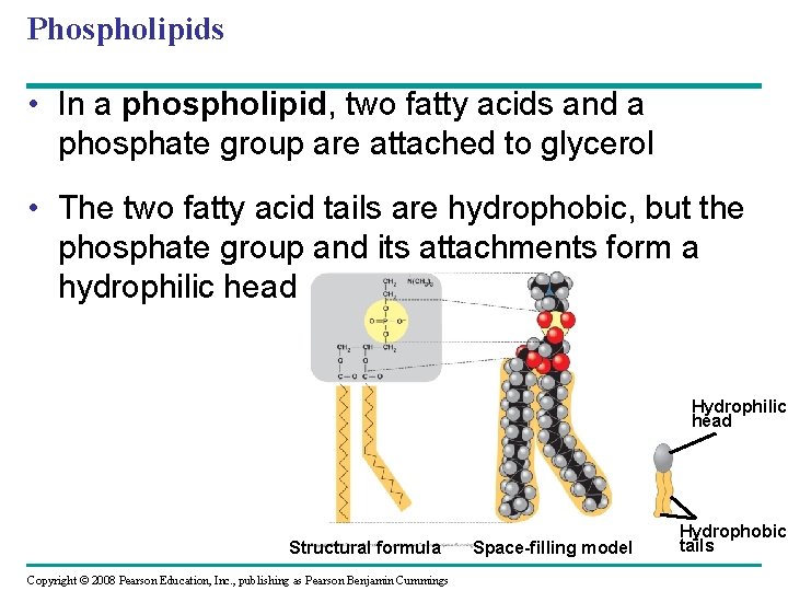 Phospholipids • In a phospholipid, two fatty acids and a phosphate group are attached