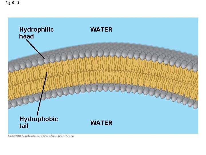 Fig. 5 -14 Hydrophilic head Hydrophobic tail WATER 