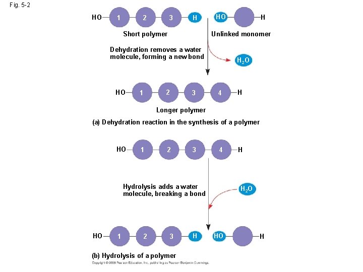 Fig. 5 -2 HO 1 2 3 H Short polymer HO Unlinked monomer Dehydration