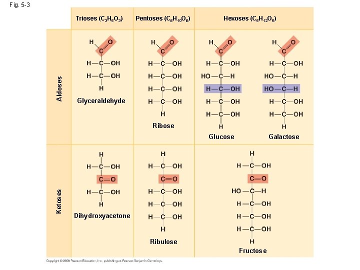 Fig. 5 -3 Aldoses Trioses (C 3 H 6 O 3) Pentoses (C 5