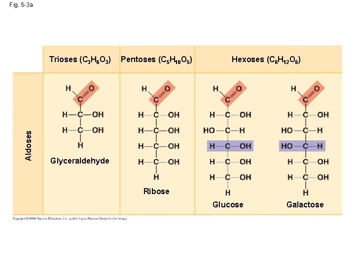 Fig. 5 -3 a Aldoses Trioses (C 3 H 6 O 3) Pentoses (C