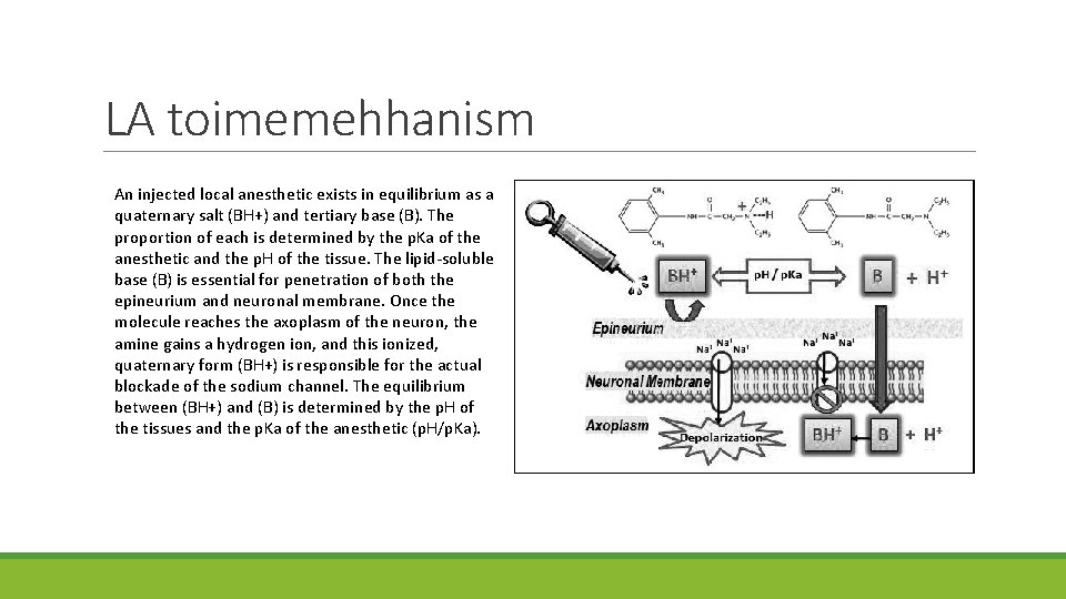 LA toimemehhanism An injected local anesthetic exists in equilibrium as a quaternary salt (BH+)