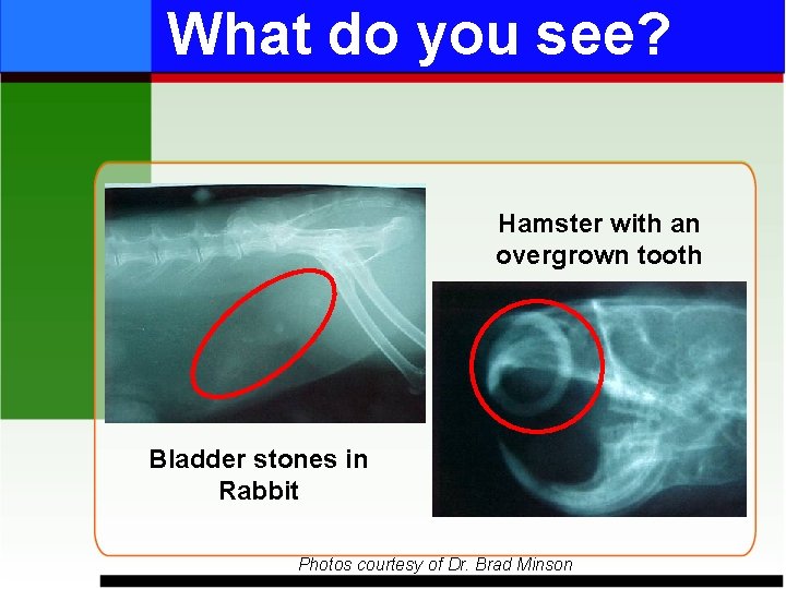 What do you see? Hamster with an overgrown tooth Bladder stones in Rabbit Photos