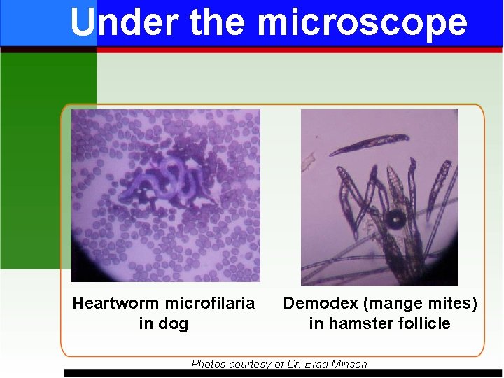 Under the microscope Heartworm microfilaria in dog Demodex (mange mites) in hamster follicle Photos