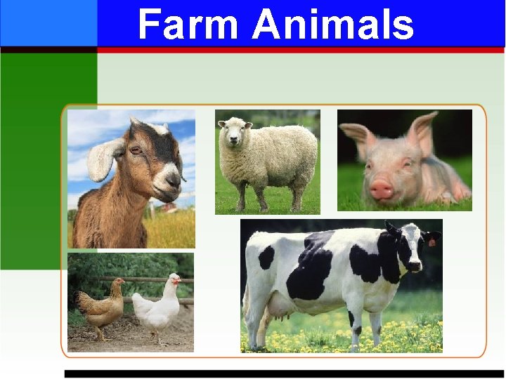 Farm Animals 