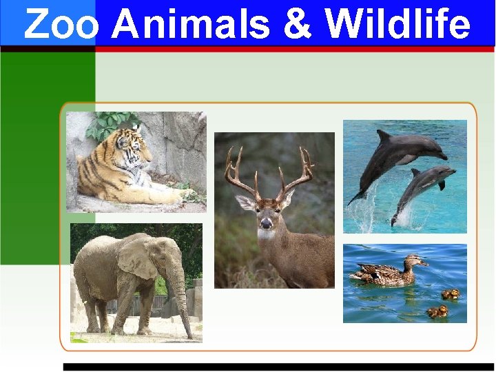 Zoo Animals & Wildlife 
