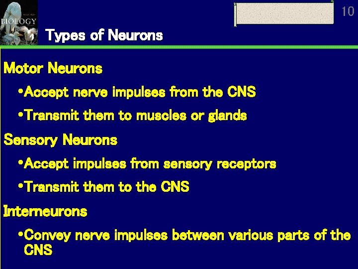 10 Types of Neurons Motor Neurons Accept nerve impulses from the CNS Transmit them