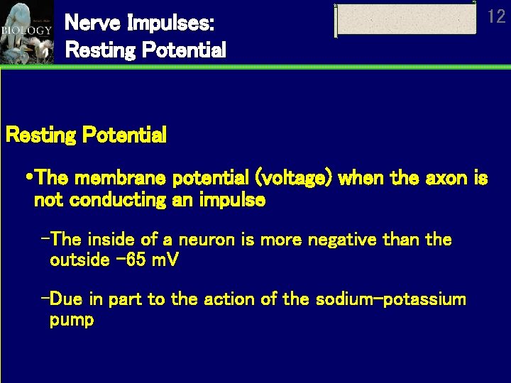 Nerve Impulses: Resting Potential 12 Resting Potential The membrane potential (voltage) when the axon