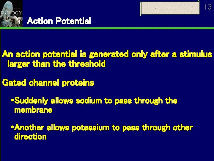 13 Action Potential An action potential is generated only after a stimulus larger than