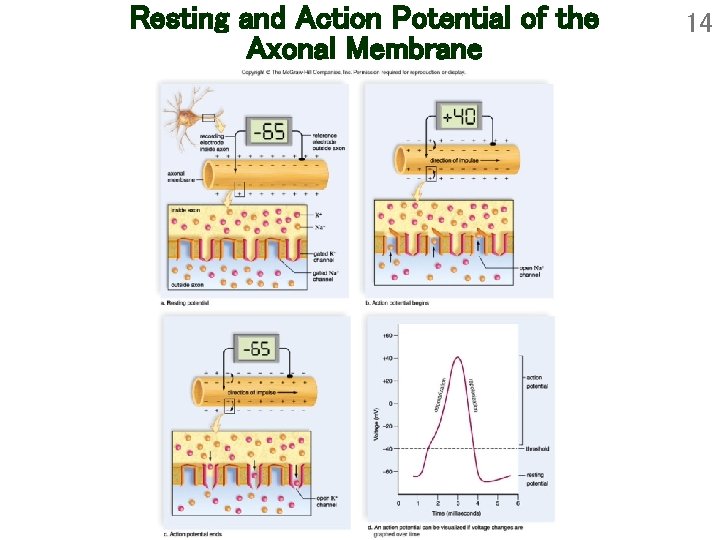 Resting and Action Potential of the Axonal Membrane 14 