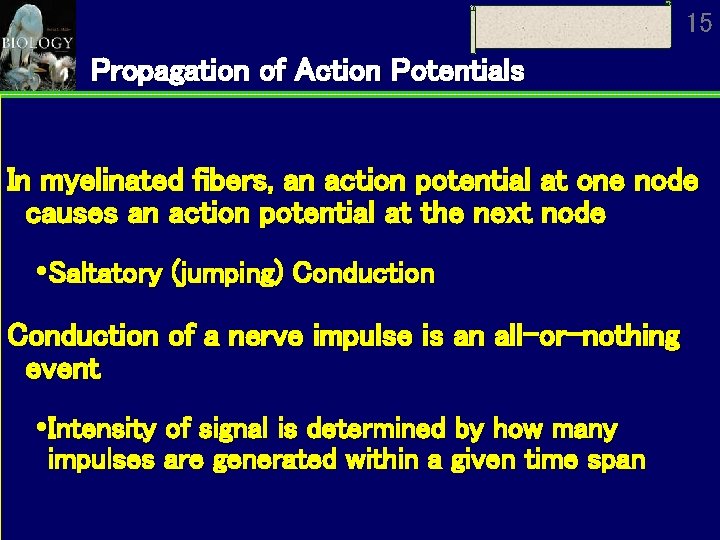 15 Propagation of Action Potentials In myelinated fibers, an action potential at one node