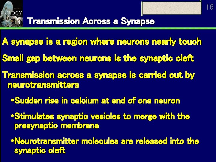 16 Transmission Across a Synapse A synapse is a region where neurons nearly touch