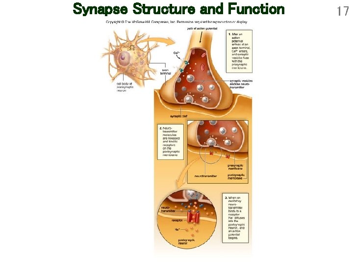 Synapse Structure and Function 17 