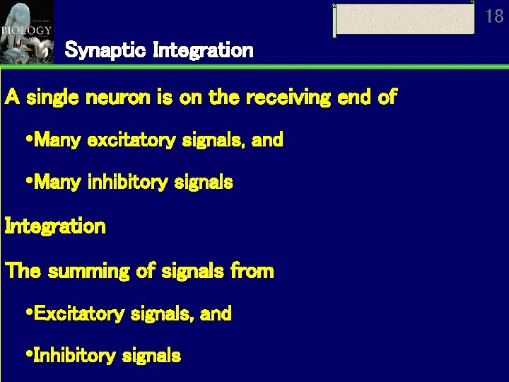 18 Synaptic Integration A single neuron is on the receiving end of Many excitatory