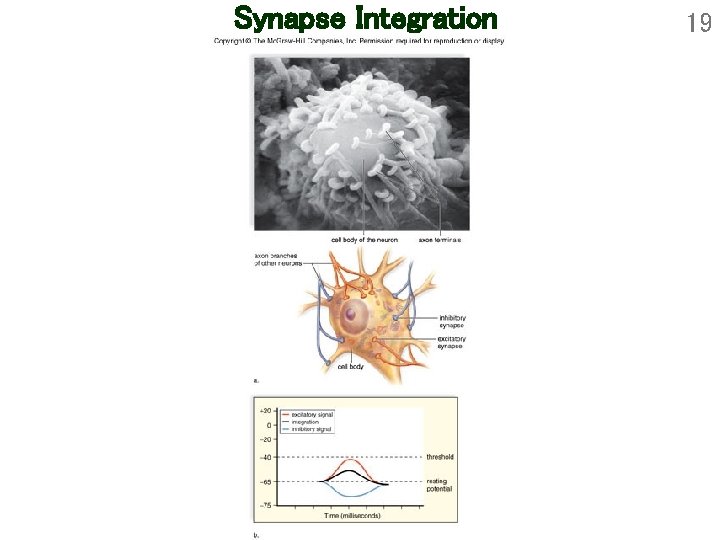 Synapse Integration 19 