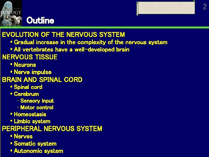 2 Outline EVOLUTION OF THE NERVOUS SYSTEM Gradual increase in the complexity of the