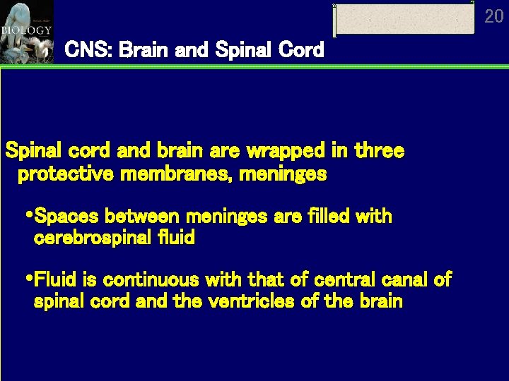 20 CNS: Brain and Spinal Cord Spinal cord and brain are wrapped in three