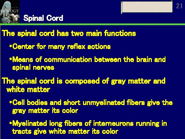 21 Spinal Cord The spinal cord has two main functions Center for many reflex
