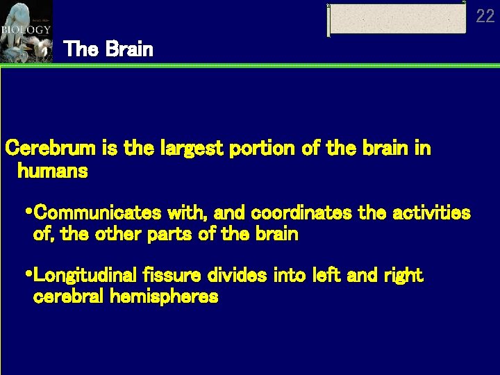 22 The Brain Cerebrum is the largest portion of the brain in humans Communicates