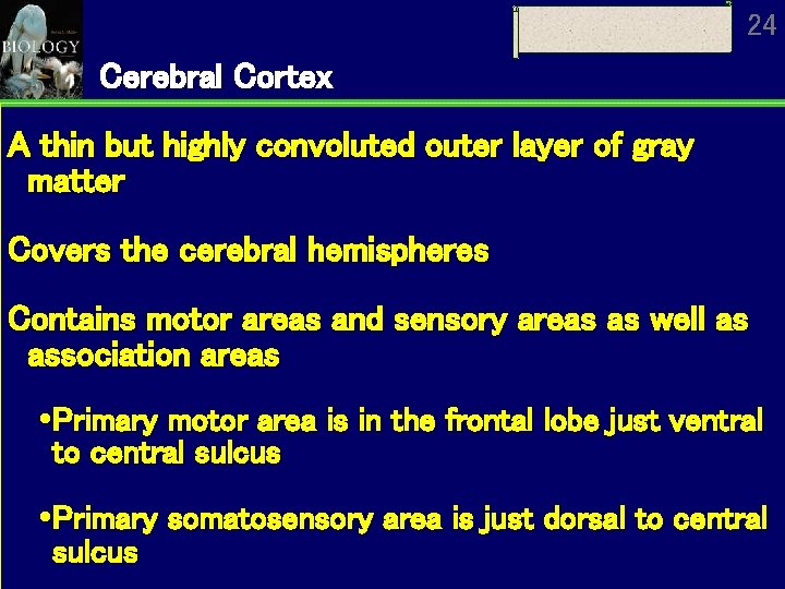 24 Cerebral Cortex A thin but highly convoluted outer layer of gray matter Covers