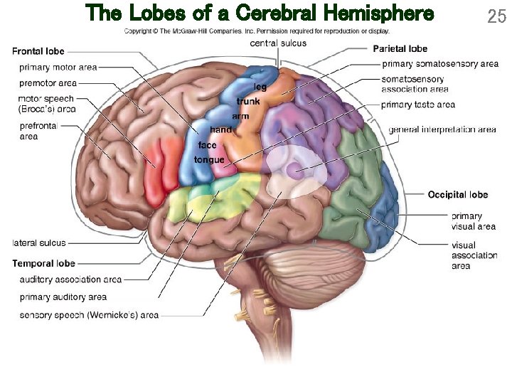 The Lobes of a Cerebral Hemisphere 25 
