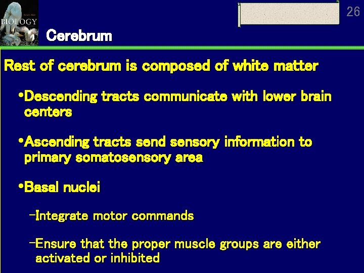 26 Cerebrum Rest of cerebrum is composed of white matter Descending tracts communicate with