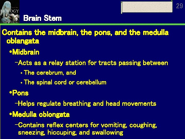 29 Brain Stem Contains the midbrain, the pons, and the medulla oblangata Midbrain Acts