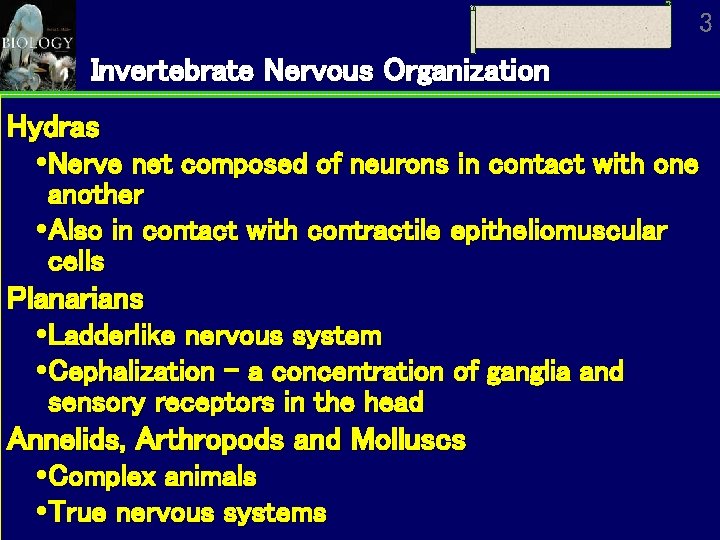 3 Invertebrate Nervous Organization Hydras Nerve net composed of neurons in contact with one