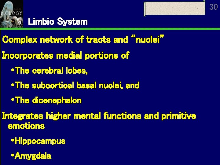 30 Limbic System Complex network of tracts and “nuclei” Incorporates medial portions of The