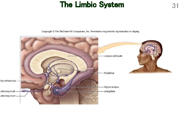 The Limbic System 31 