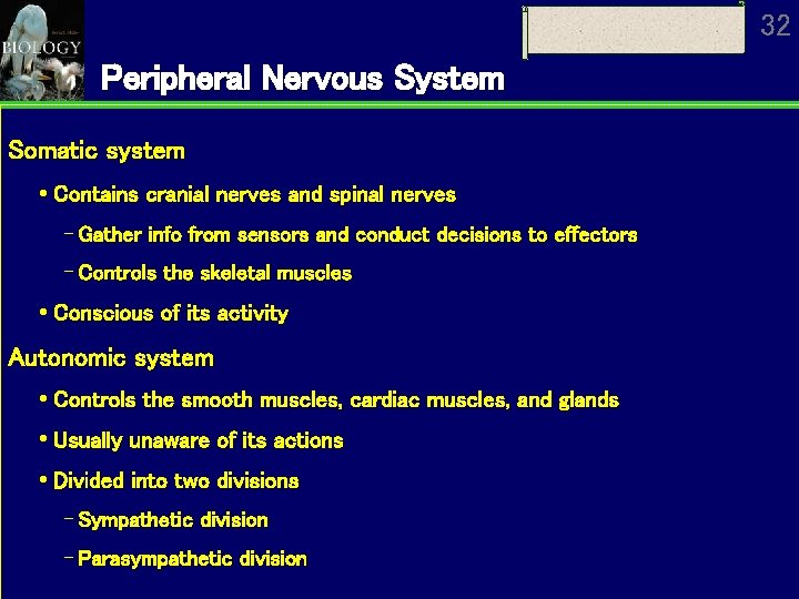 32 Peripheral Nervous System Somatic system Contains cranial nerves and spinal nerves Gather info