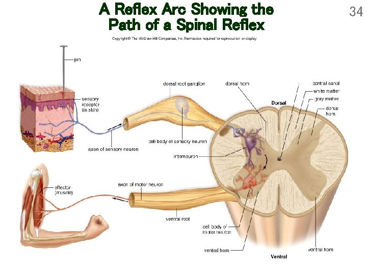 A Reflex Arc Showing the Path of a Spinal Reflex 34 