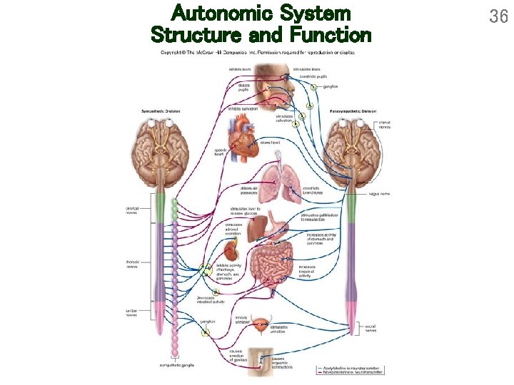 Autonomic System Structure and Function 36 