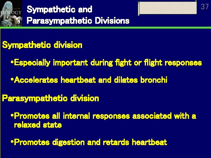 Sympathetic and Parasympathetic Divisions 37 Sympathetic division Especially important during fight or flight responses