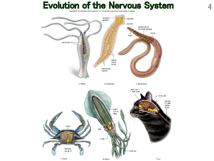 Evolution of the Nervous System 4 