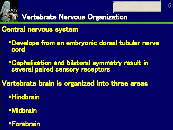 5 Vertebrate Nervous Organization Central nervous system Develops from an embryonic dorsal tubular nerve