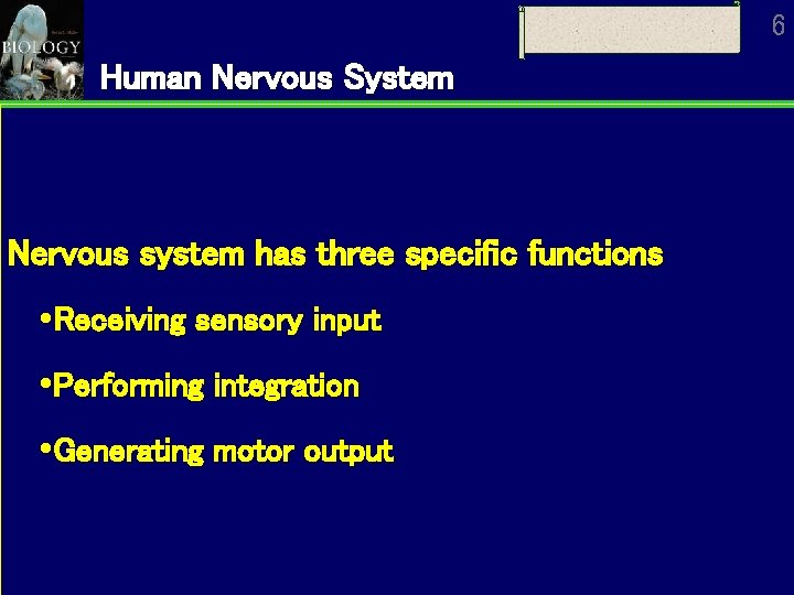 6 Human Nervous System Nervous system has three specific functions Receiving sensory input Performing