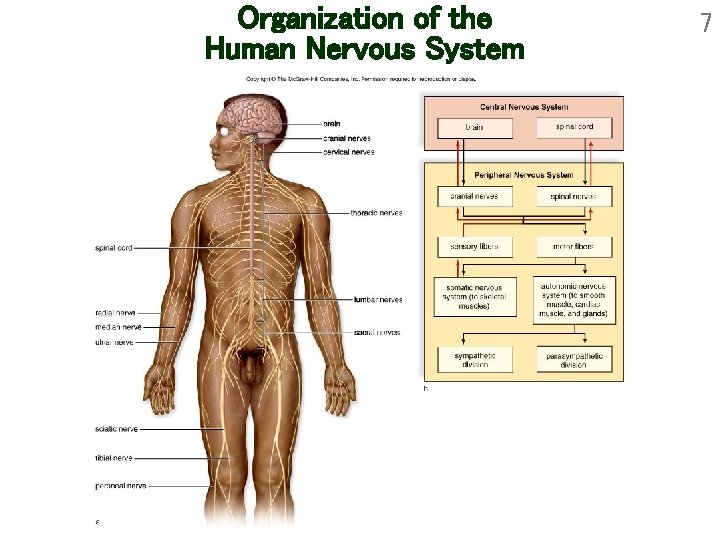 Organization of the Human Nervous System 7 