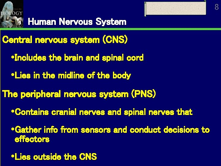 8 Human Nervous System Central nervous system (CNS) Includes the brain and spinal cord