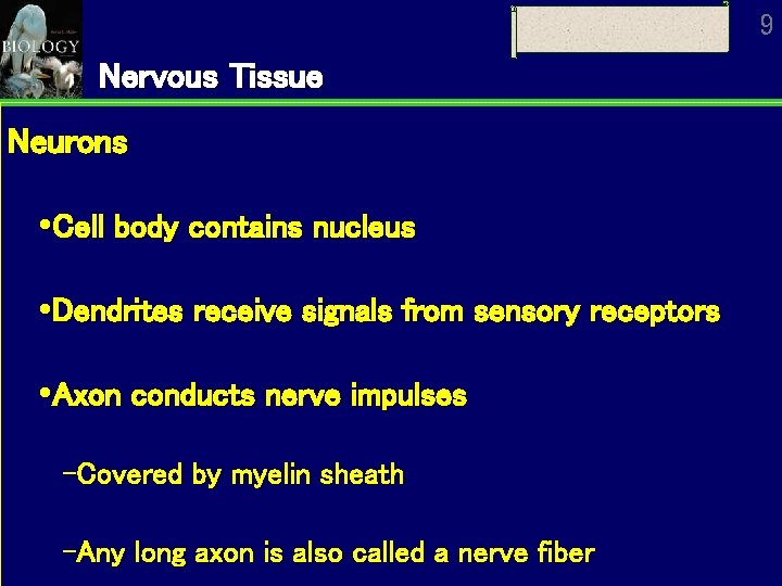 9 Nervous Tissue Neurons Cell body contains nucleus Dendrites receive signals from sensory receptors