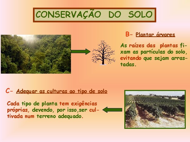 CONSERVAÇÃO DO SOLO B- Plantar árvores As raízes das plantas fixam as partículas do